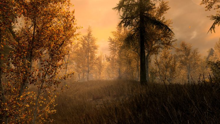 The Elder Scrolls V: Skyrim, Forest HD Wallpaper Desktop Background