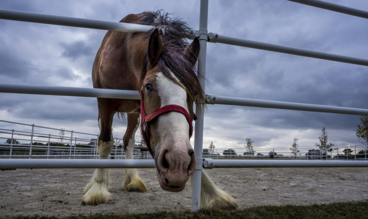 animals, Horse HD Wallpaper Desktop Background