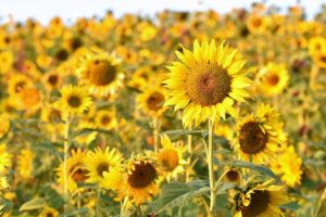 field, Flowers, Yellow, Yellow flowers, Sunflowers