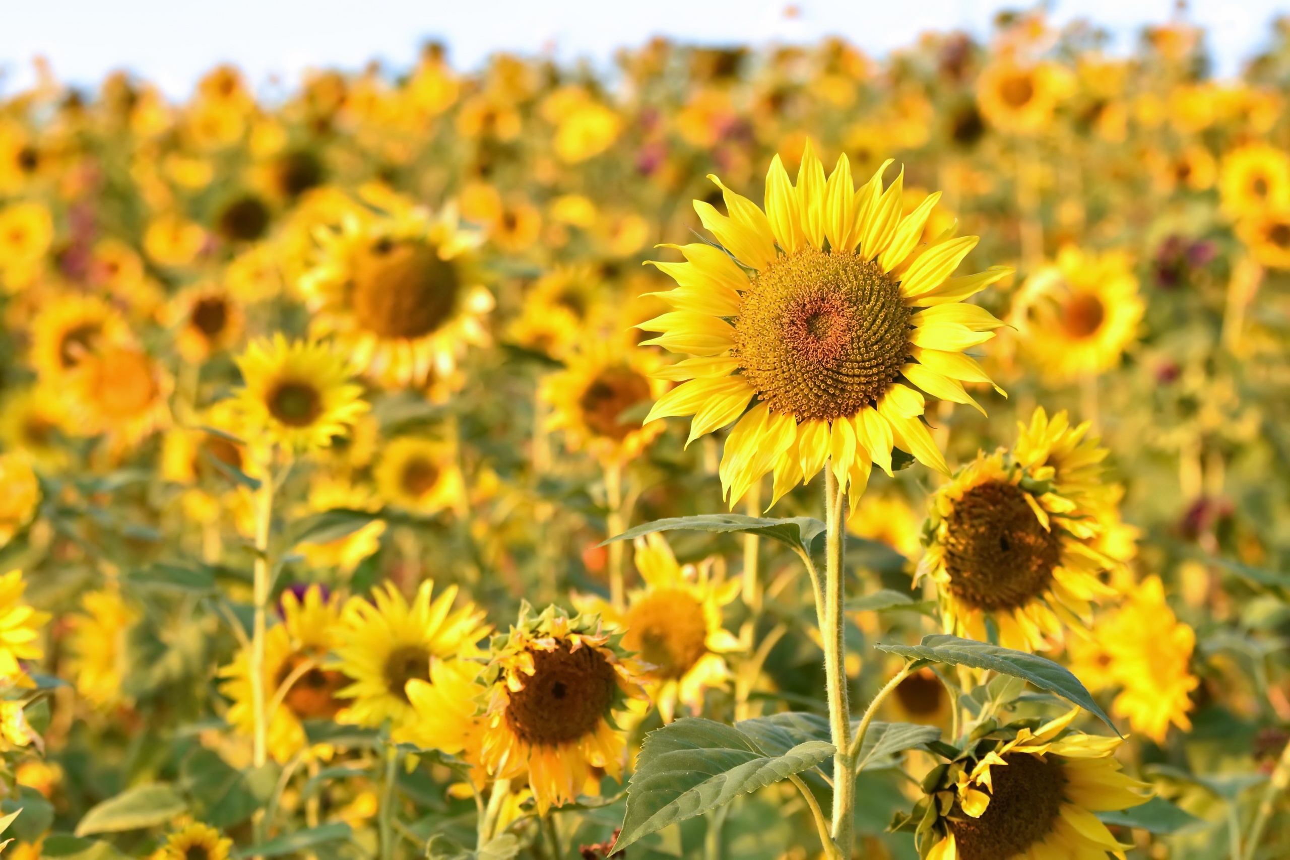 Download field, Flowers, Yellow, Yellow flowers, Sunflowers ...