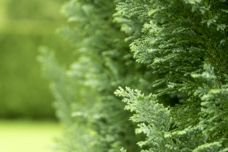 plants, Fir tree, Blurred, Nature HD Wallpaper Desktop Background