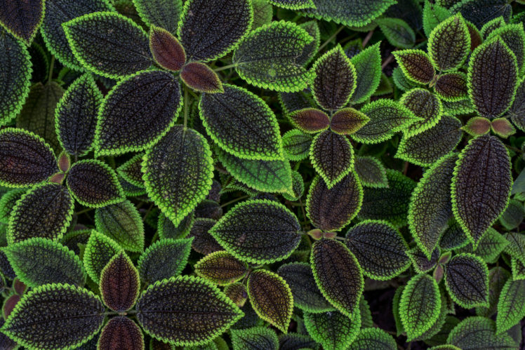 macro, Leaves, Plants, Green HD Wallpaper Desktop Background