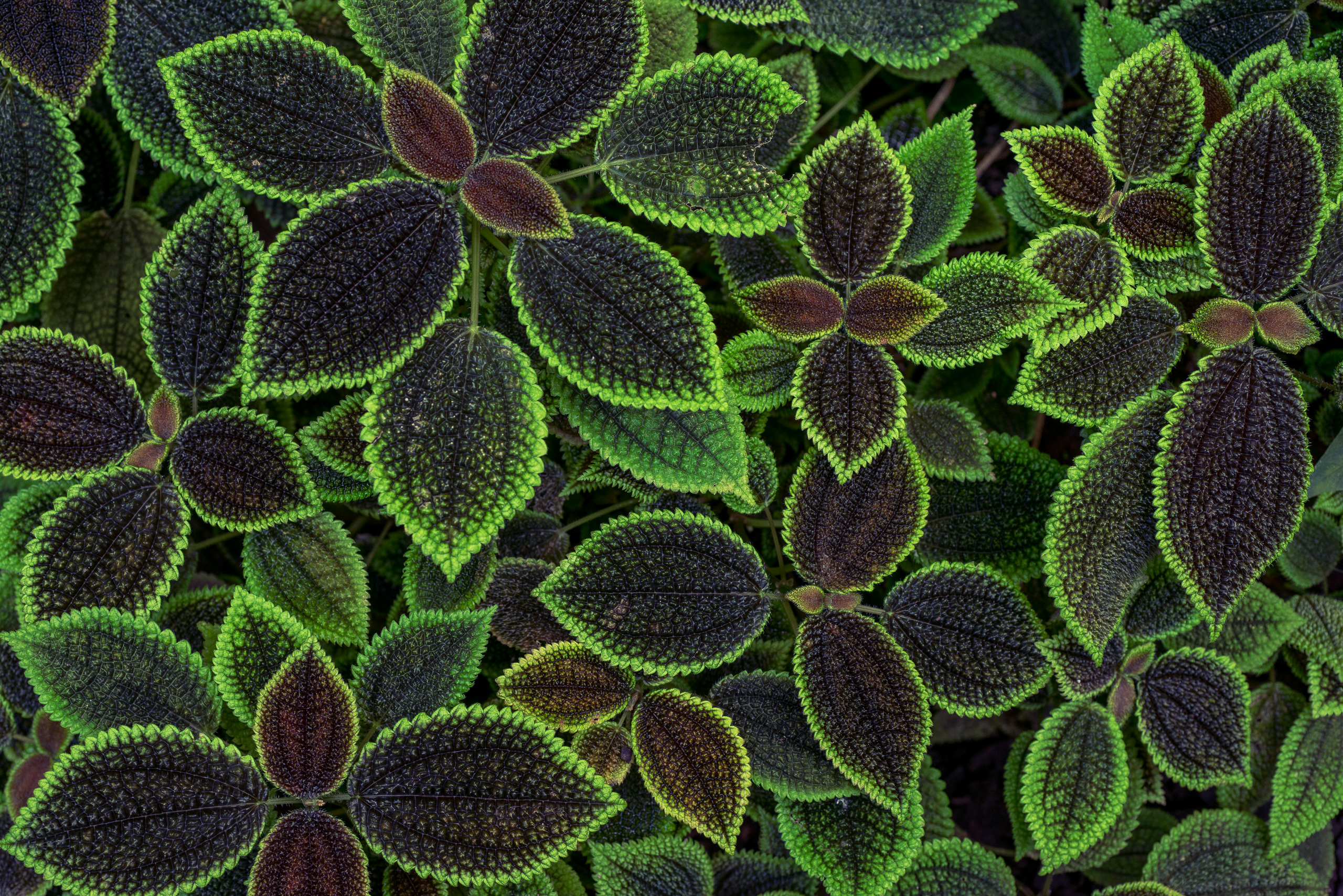 macro, Leaves, Plants, Green Wallpaper