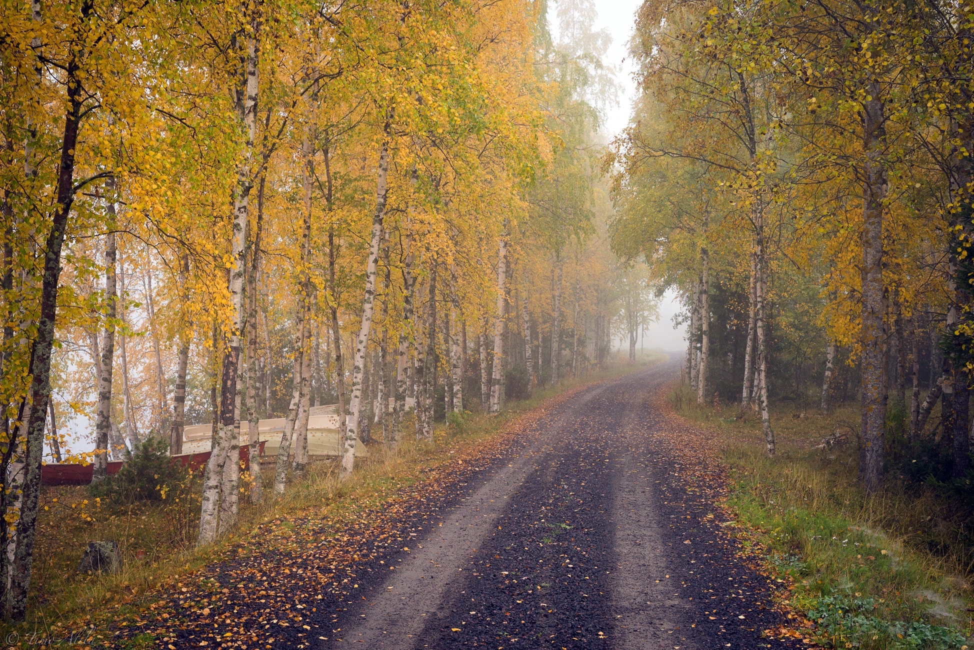 dirt road, Trees, Fall Wallpaper