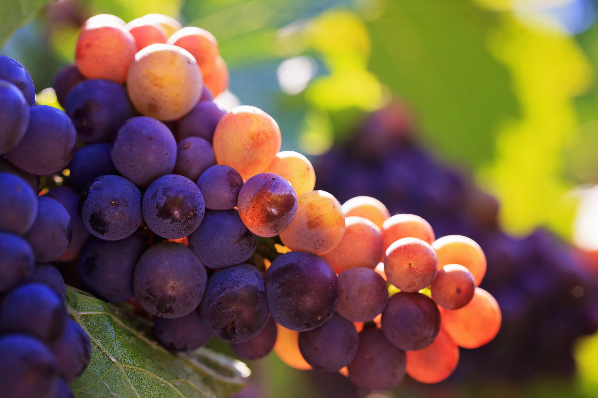 grapes, Fruit, Macro Wallpaper