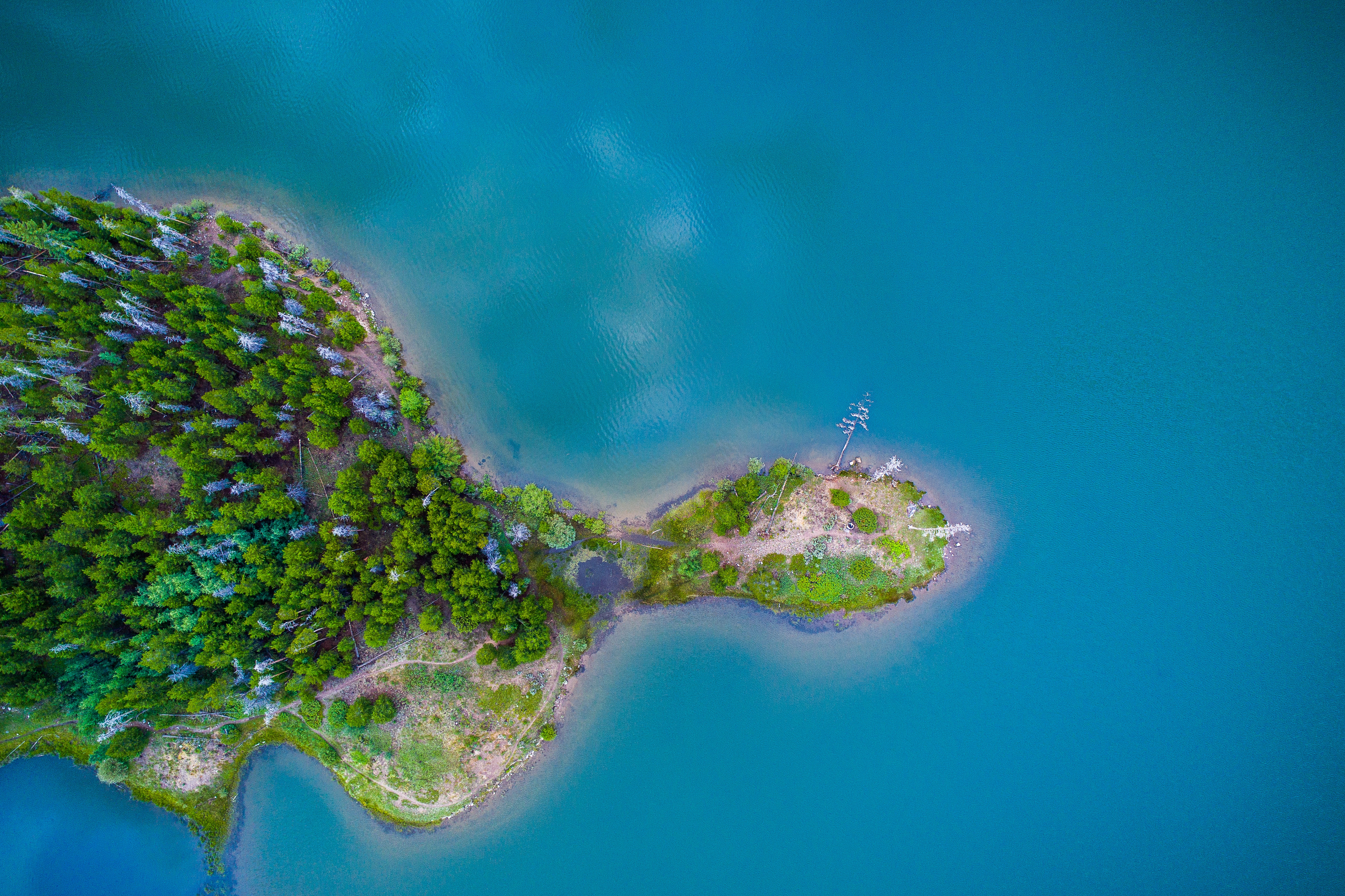 forest, Trees, Blue, Water, Green, Nature Wallpaper
