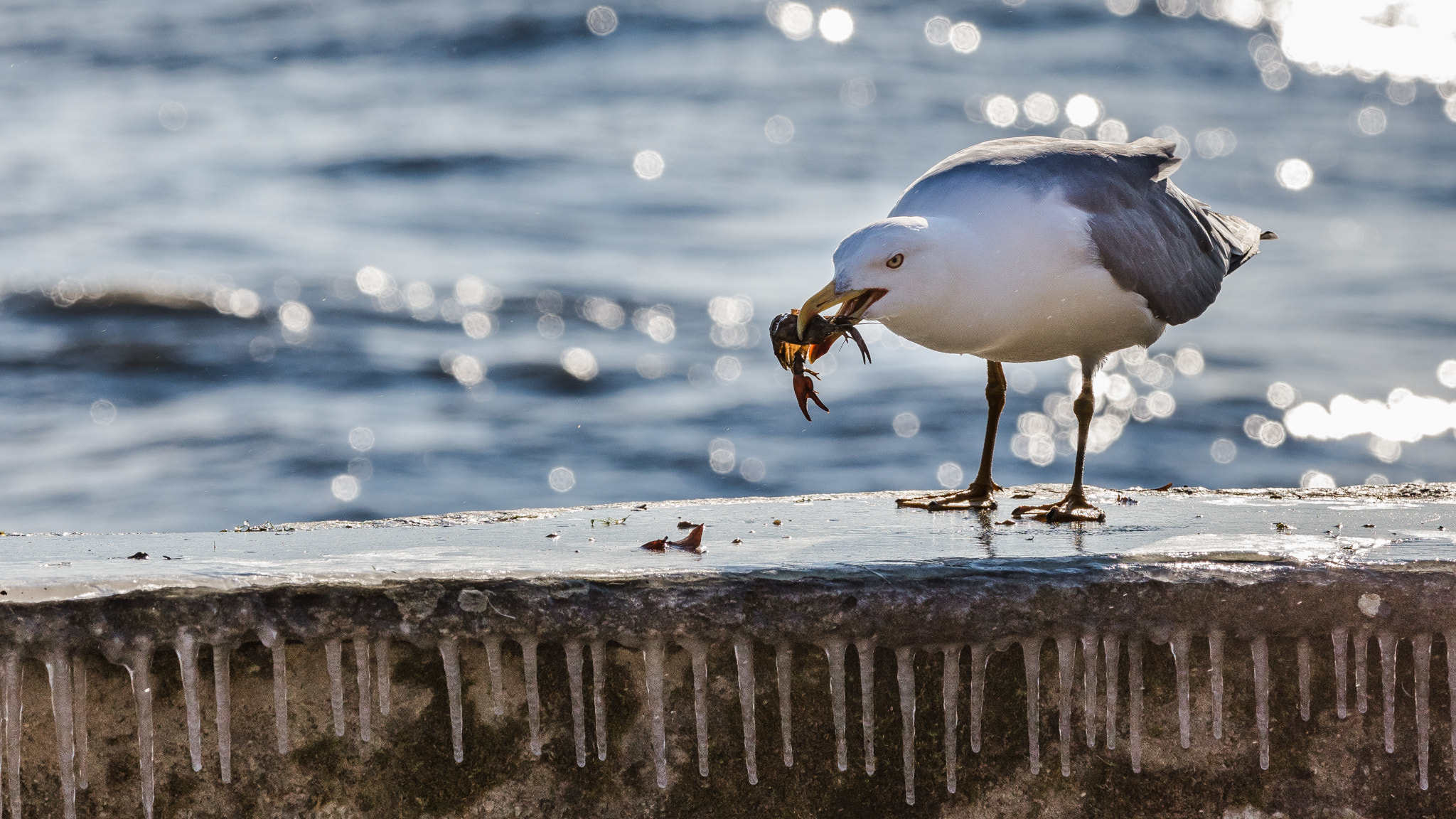 Maÿ Leyvraz, 500px, Animals, Water, Birds Wallpaper