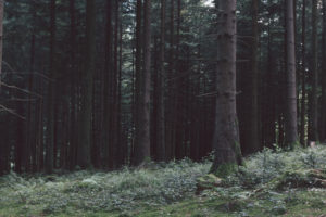 Switzerland, Nature, Forest, Ultra wide, Dark, Landscape, Trees, Green, Wood