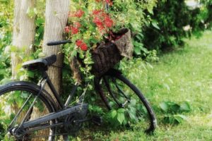vehicle, Bicycle, Flowers, Plants, Green
