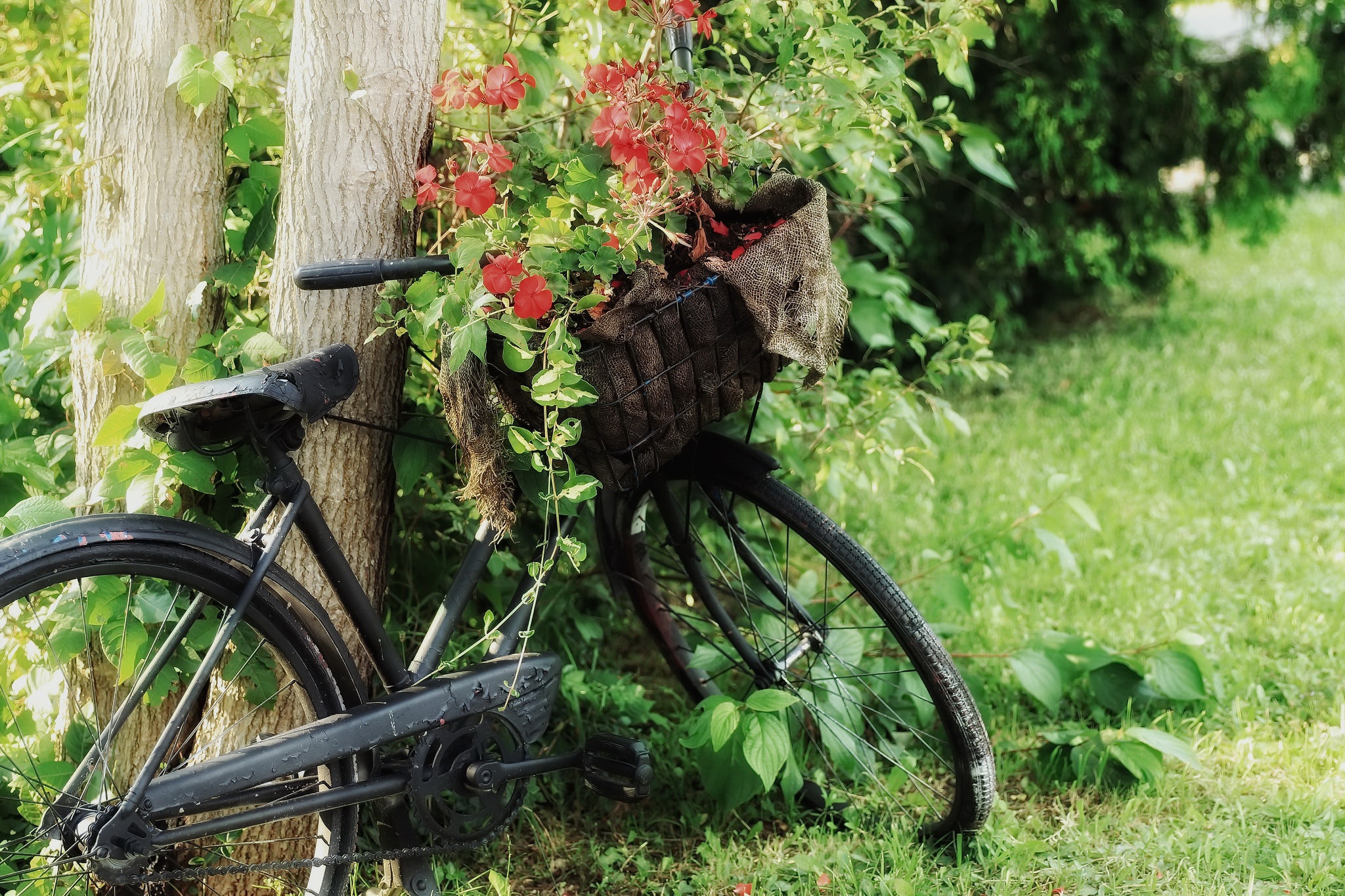 vehicle, Bicycle, Flowers, Plants, Green Wallpaper