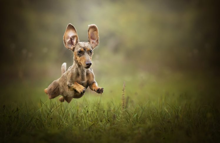 dog, Animals, Nature, Jumping HD Wallpaper Desktop Background