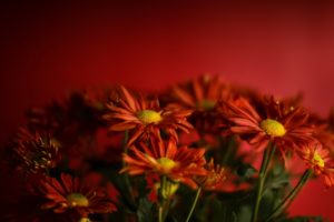red, Flowers, Red flowers, Plants