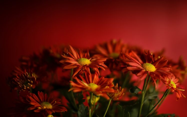 red, Flowers, Red flowers, Plants HD Wallpaper Desktop Background