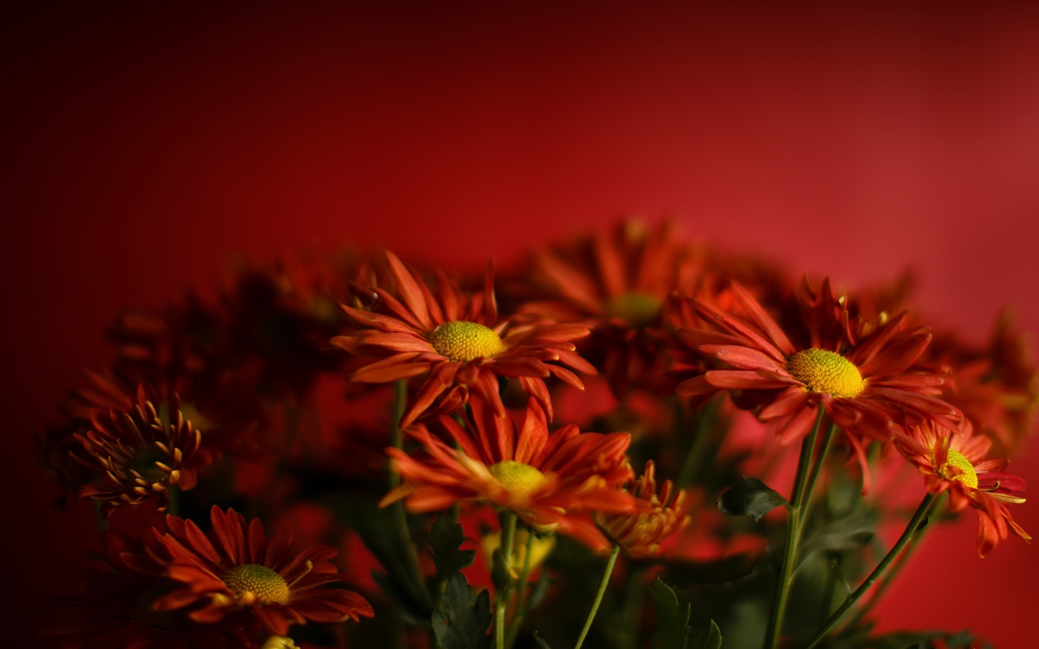 red, Flowers, Red flowers, Plants Wallpaper