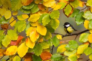 fall, Trees, Birds, Animals