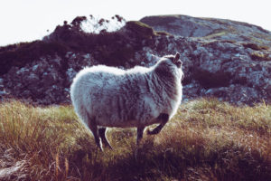 sheepy, Sheep, Mountains, Grass, Norway, Landscape