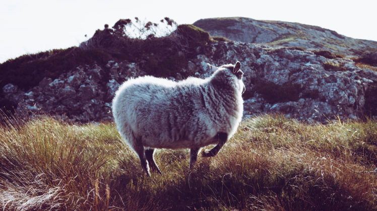 sheepy, Sheep, Mountains, Grass, Norway, Landscape HD Wallpaper Desktop Background