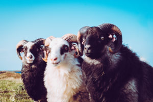 sheep, Horns, Norway, Ram