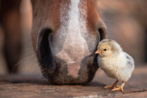 Chicken, Baby animals, Horse
