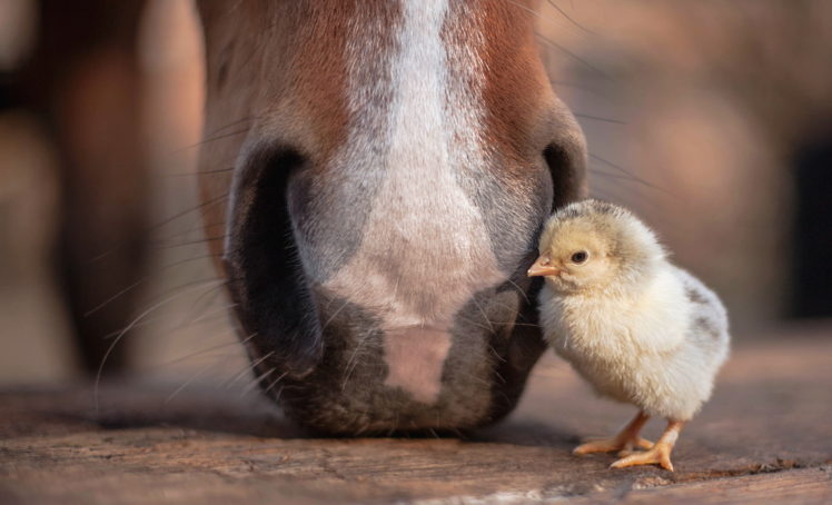 Chicken, Baby animals, Horse HD Wallpaper Desktop Background