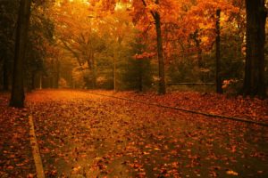 photography, Fall, Forest, Landscape, Fallen leaves, Leaves, Road