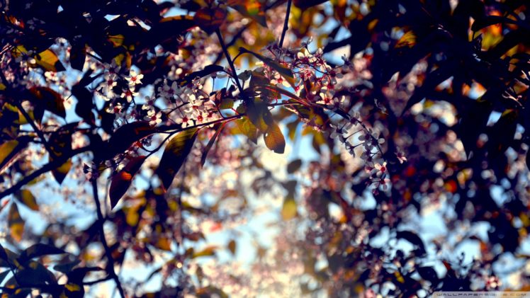 photography, Landscape, Leaves, Sun rays, Sky, Closeup, Depth of field HD Wallpaper Desktop Background