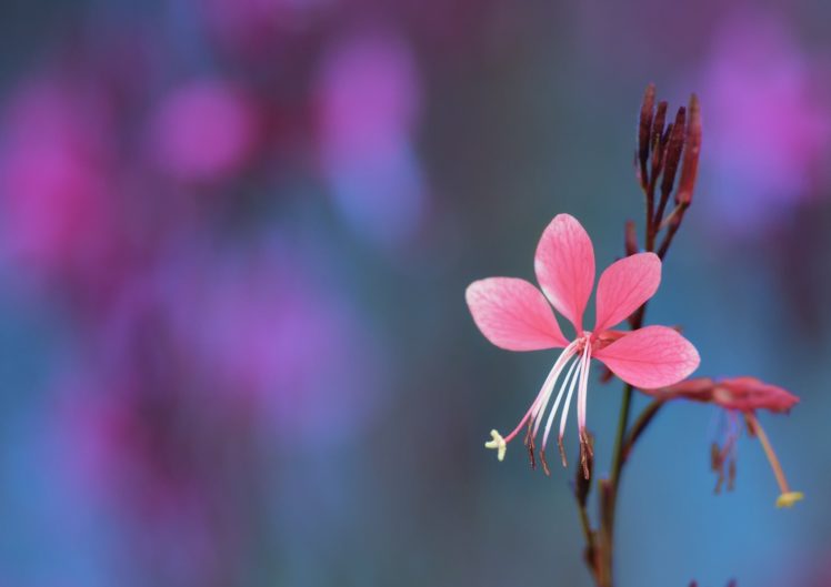 nature, Flowers HD Wallpaper Desktop Background