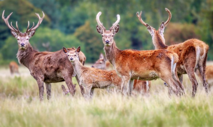 nature, Landscape, Deer HD Wallpaper Desktop Background