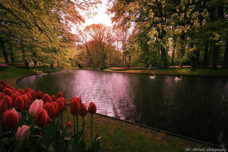 nature, Landscape, Tulips, River HD Wallpaper Desktop Background