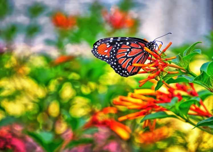 nature, Butterfly HD Wallpaper Desktop Background