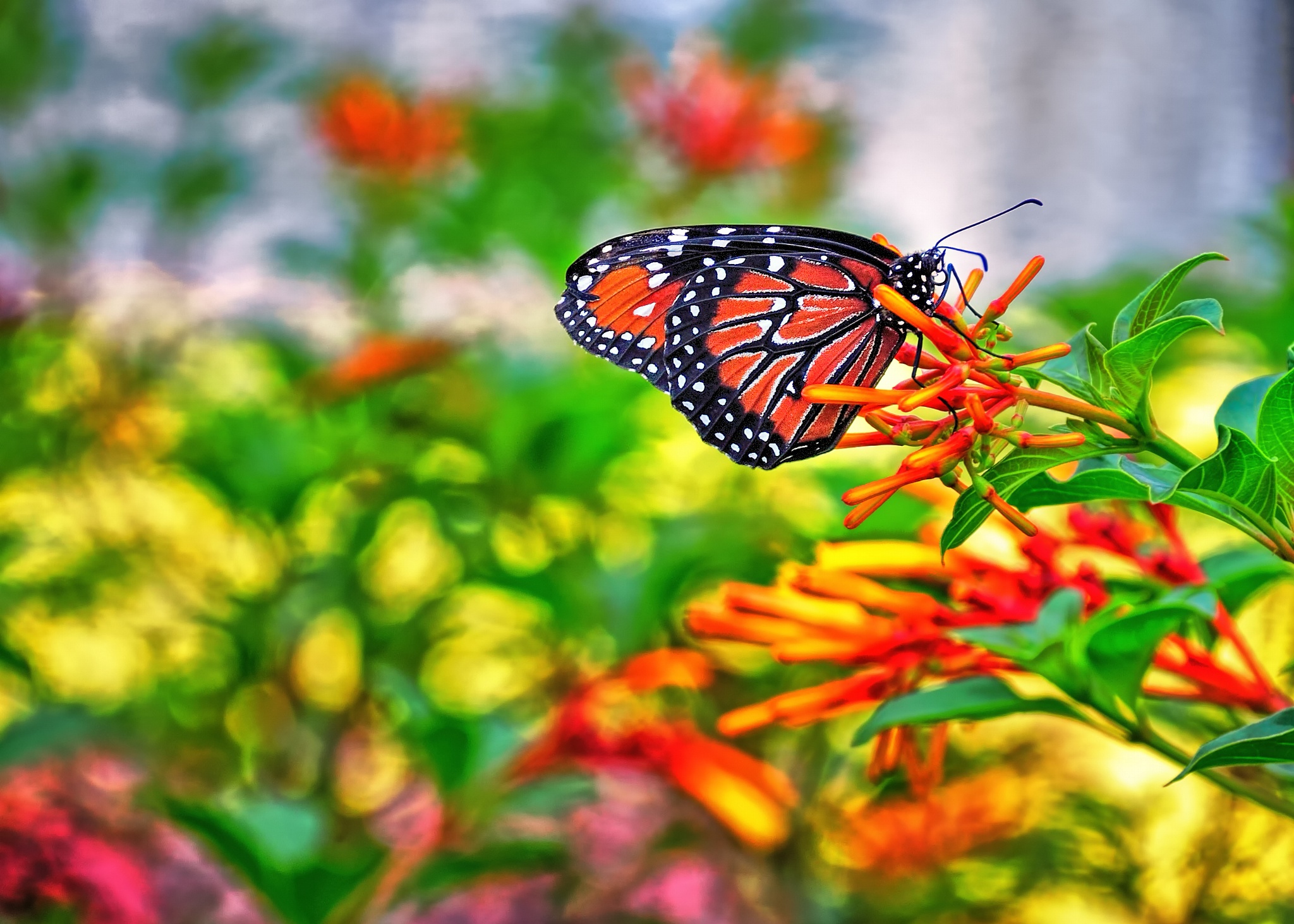 nature, Butterfly Wallpaper