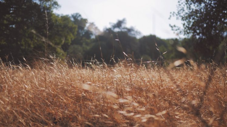 grass, Nature, Depth of field HD Wallpaper Desktop Background