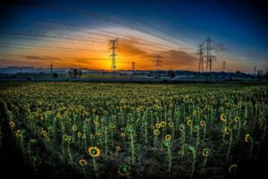 field, Sunflowers, Sunlight, Power lines, Landscape, Flowers, Plants, Sky