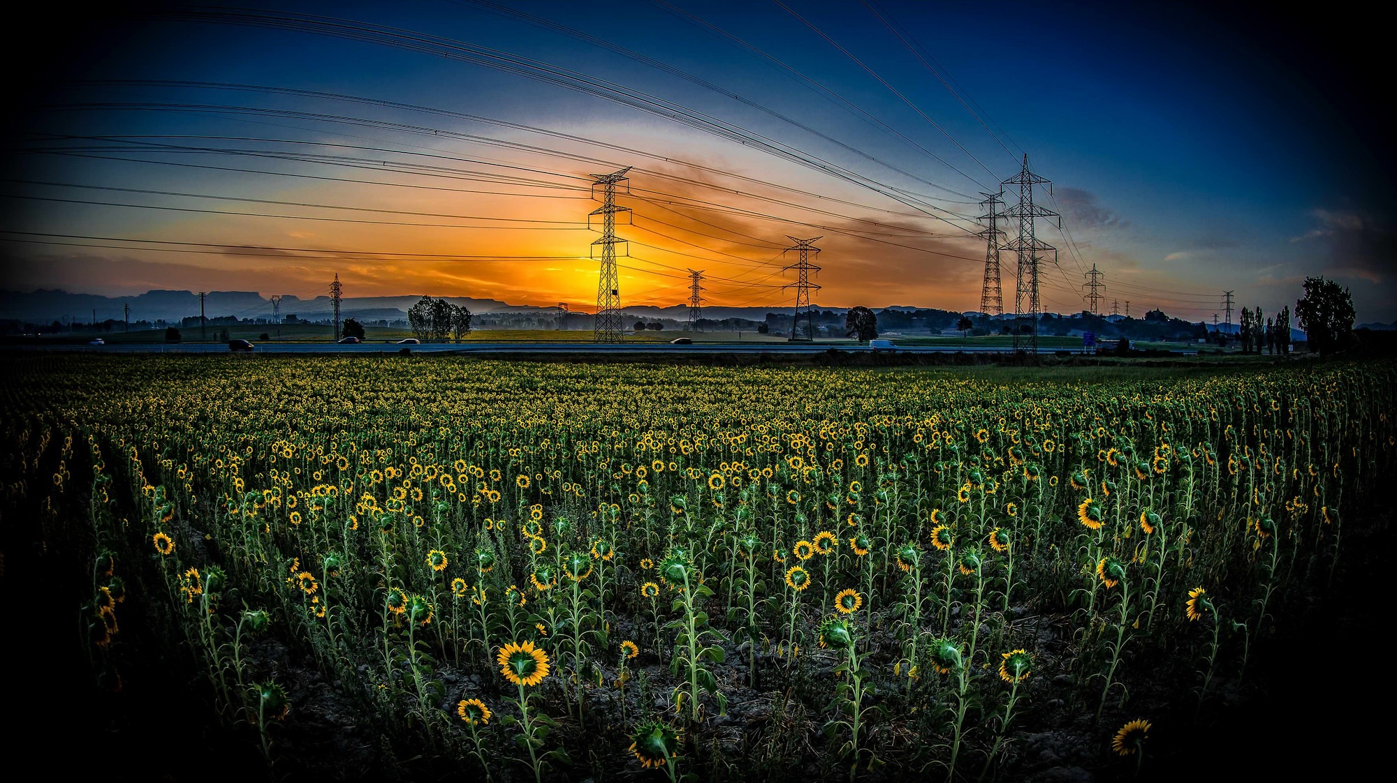 field, Sunflowers, Sunlight, Power lines, Landscape, Flowers, Plants, Sky Wallpaper