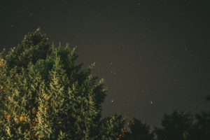 trees, Starry night, Night, Green