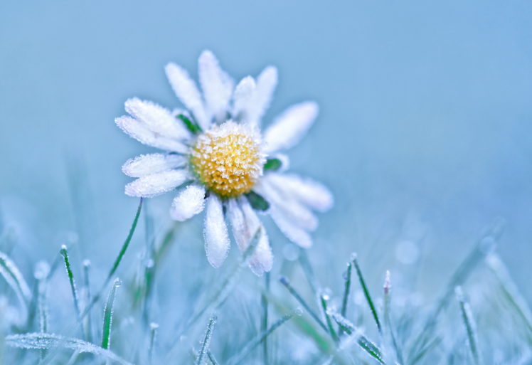 blue, White, Yellow, Flowers, Ice, Cold, Winter, Plants, Macro, Nature HD Wallpaper Desktop Background