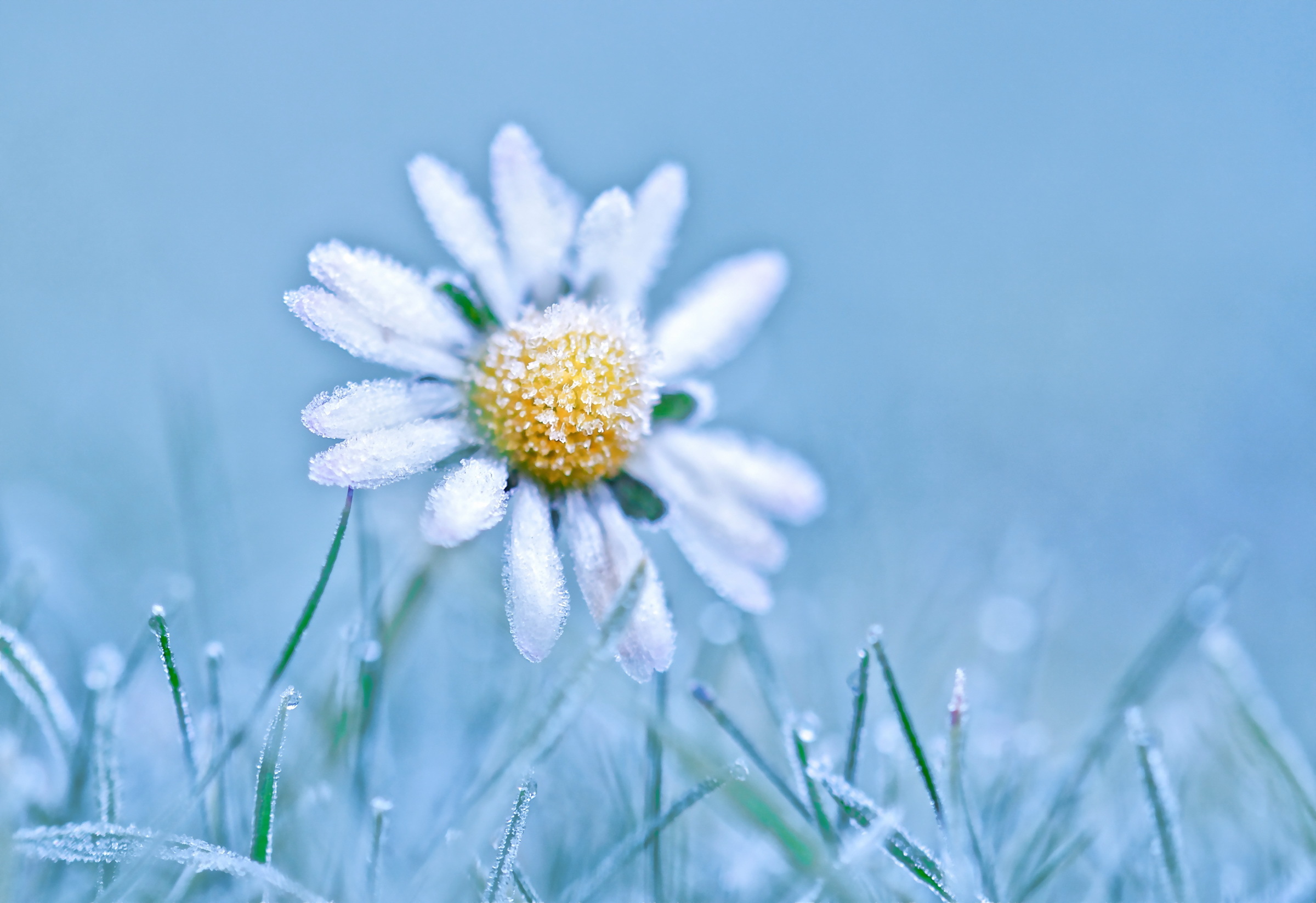 blue, White, Yellow, Flowers, Ice, Cold, Winter, Plants, Macro, Nature Wallpaper