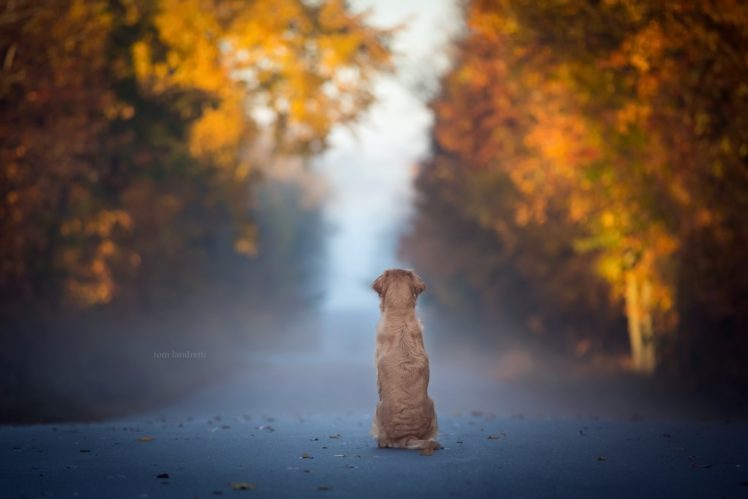 dog, Fall, Leaves, Blue, Animals HD Wallpaper Desktop Background