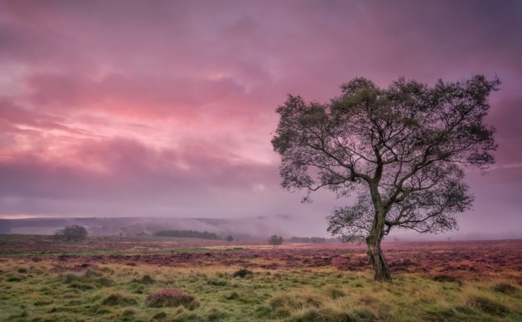 purple, Sky, Green, Landscape, Nature, Trees HD Wallpaper Desktop Background