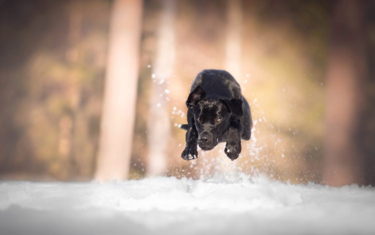black, Dog, Snow, Winter, Animals HD Wallpaper Desktop Background