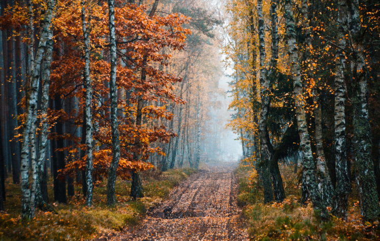 fall, Trees, Dirtroad, Nature HD Wallpaper Desktop Background