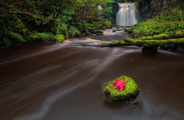 nature, River, Landscape, Waterfall, Leaves, Stones HD Wallpaper Desktop Background