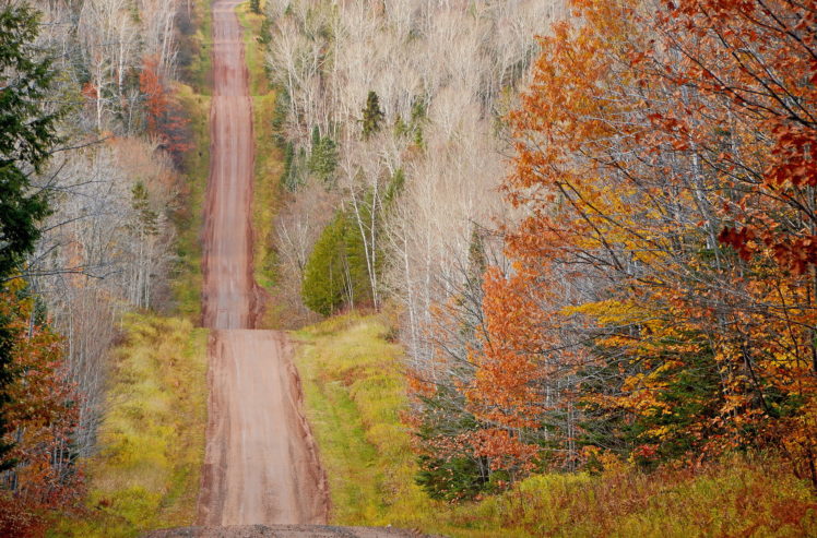 landscape, Fall, Trees, Green, Brown, Dirtroad, Nature HD Wallpaper Desktop Background