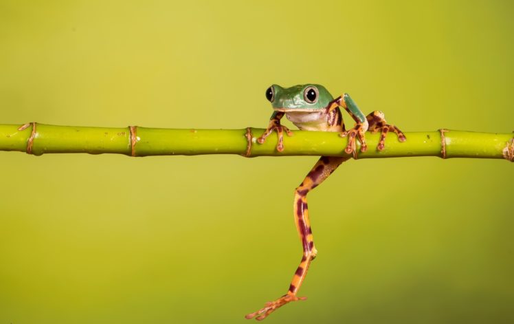 green, Yellow, Frog, Animals, Amphibian HD Wallpaper Desktop Background