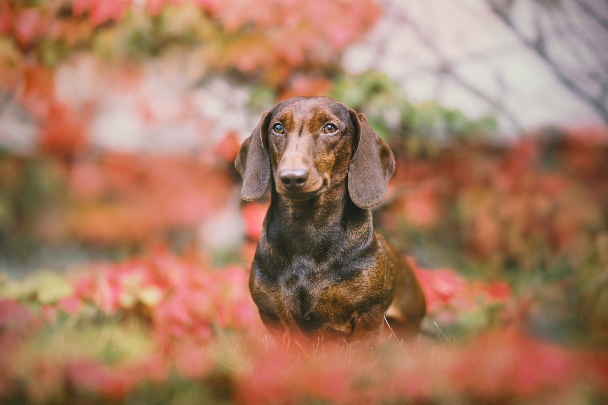nature, Colorful, Dog, Animals Wallpaper