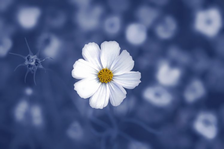 macro, Blue, White, Flowers, Plants, White flowers HD Wallpaper Desktop Background