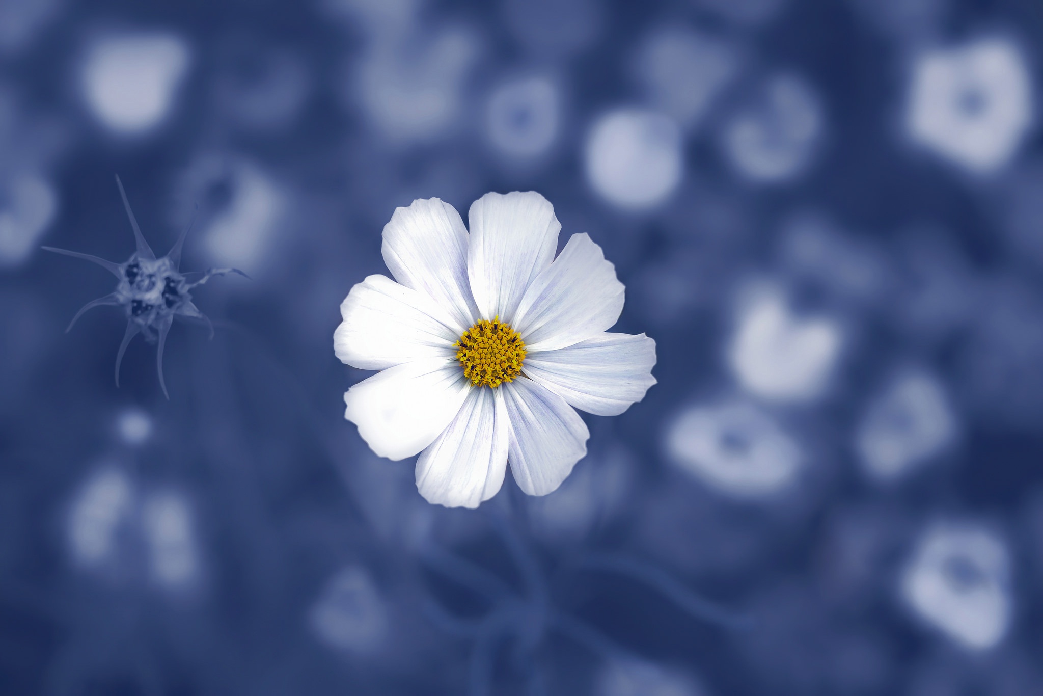 macro, Blue, White, Flowers, Plants, White flowers Wallpaper