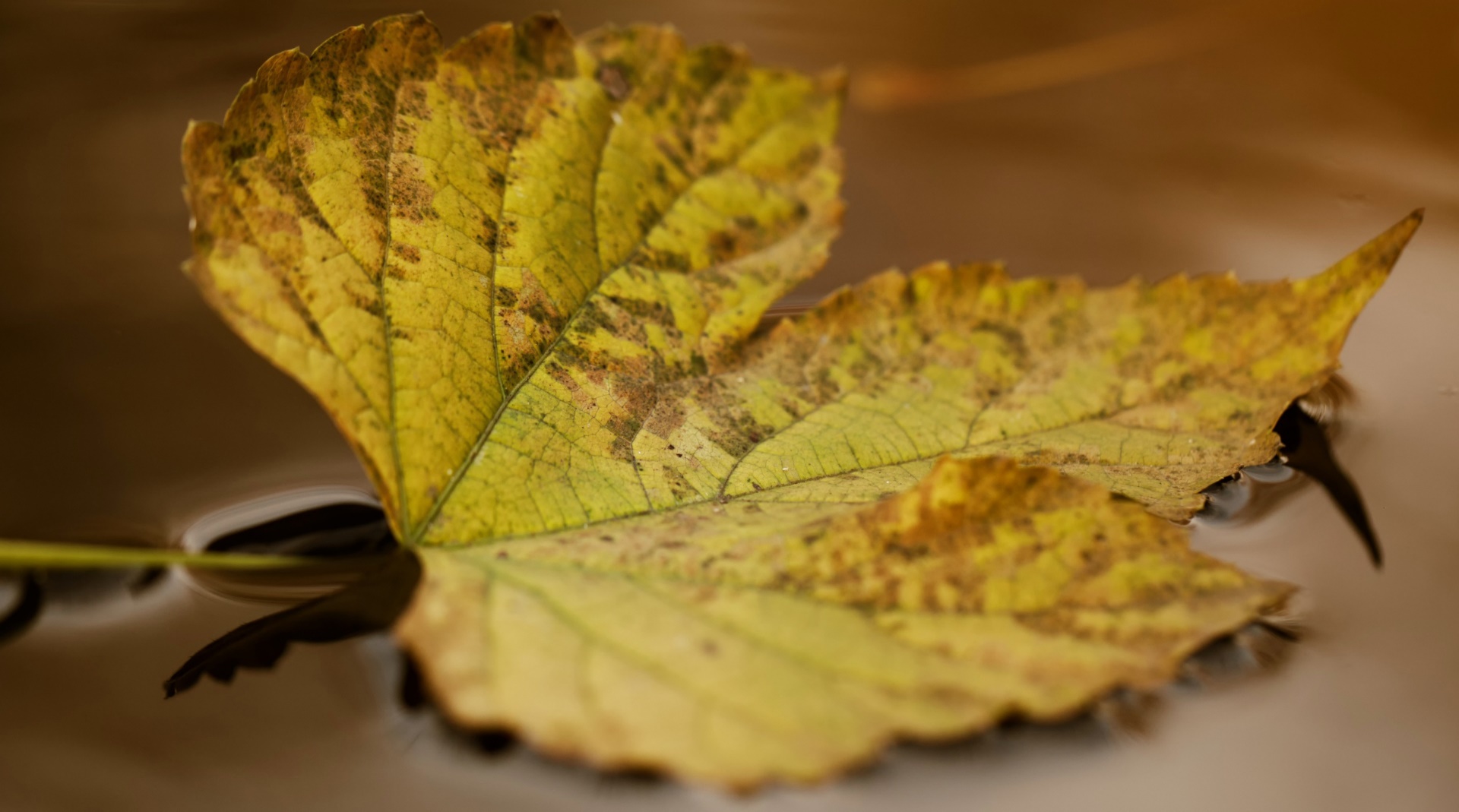 brown, Yellow, Leaves, Macro, Plants Wallpaper