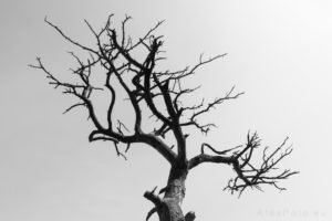 Abstract Dry Tree