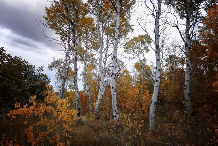 nature, Trees, Fall, Plants HD Wallpaper Desktop Background